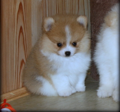 Health Registered Pomeranian.