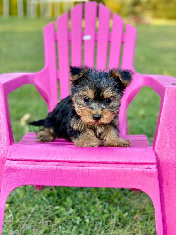 Tea cup yorkie puppies for free adoption