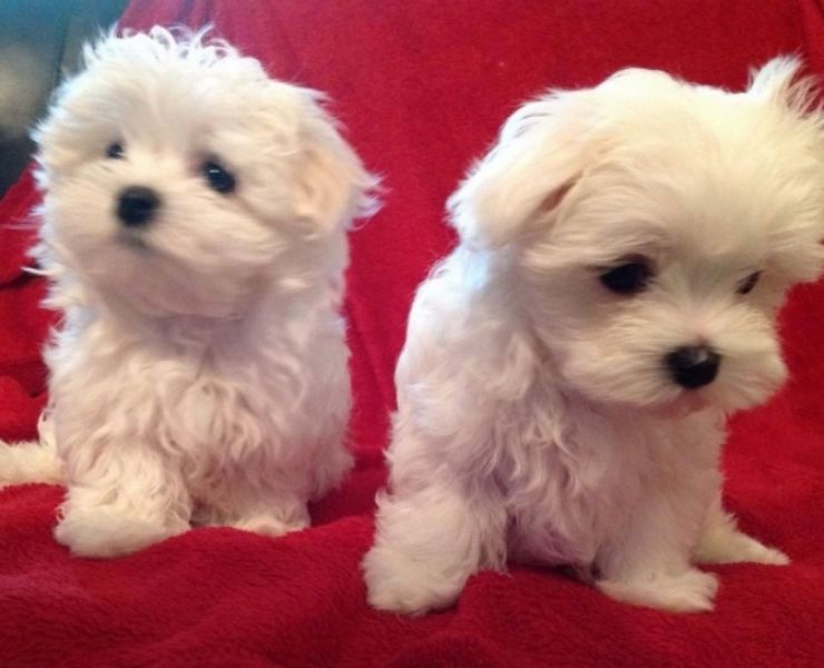 teacup maltese dog price