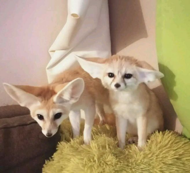 Home trained Fennec fox for sale