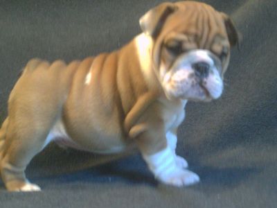 AKC registered English bulldog puppies for adoption