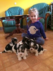 Biewer Yorkies Terrier Puppies For Sale 