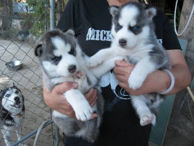 Healthy and cute husky puppies searchinfg for a loving home,