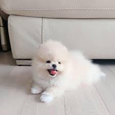 Pedigree Pomeranian Puppies Ready Text Via (719)982-8517
