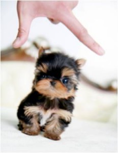Adorable AKC registered Yorkies Puppies available