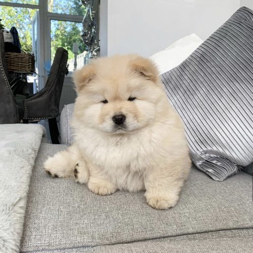 Black chow chow puppy