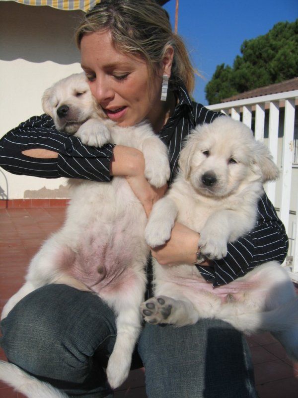 Registered Golden Retriever Puppies