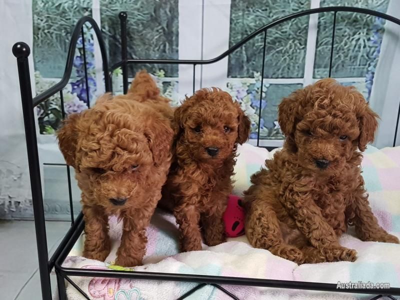 Red Toy Poodle Puppies Available