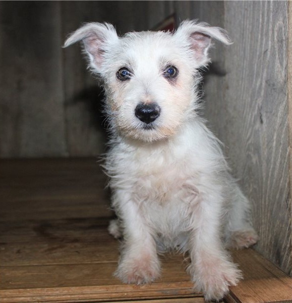 Playful West Highland White Terrier Available