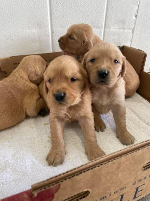 Adorable golden retriever puppies is available for sale 