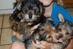 !!! WOW!!!ADORABLE  YORKIE PUPPIES FOR FREE ADOPTION