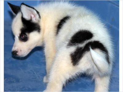 Siberian husky puppies CKC Reg Wormed Shots