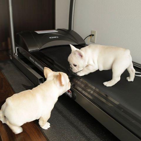 Buy baby face french bulldog puppies for your home
