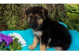 German Shepherd Pups