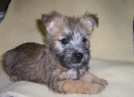 Cairn Terrier puppies2 Lovely available for good home