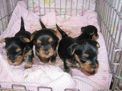 free teacup puppies in nj teacup yorkies puppies for free adoption free teacup puppies in nj teacup yorkies puppies for free adoption