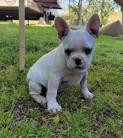 French Bulldog Puppies For For You