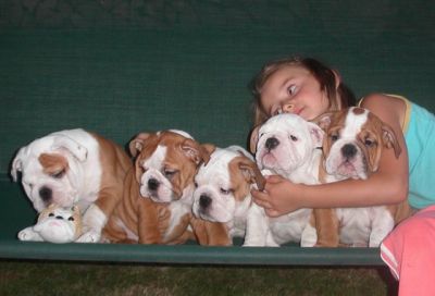Outstanding AKC registered English bulldog pups