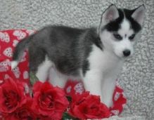 Blue Eye Siberian Hysky Available-(901) 249-9231
