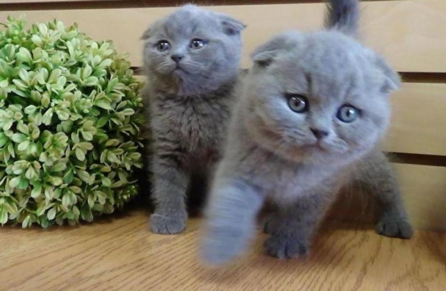 Adorable scottish fold kittens for sale 