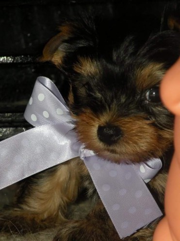 Tiny teacup Yorkie puppies 