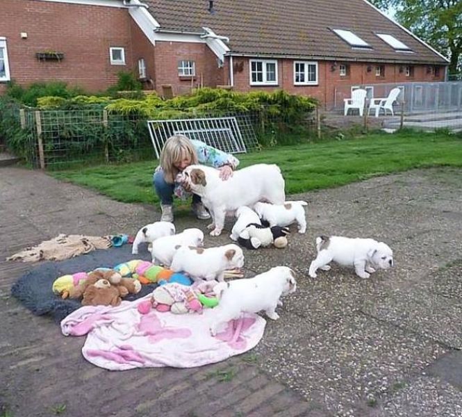 AKC registered English Bulldog Puppies
