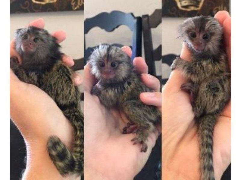 Chimpanzee, Capuchin,Squirrel,spider & marmoset monkeys available  