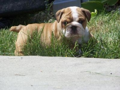 Gorgeous Quality Kc Registered English Bulldog Pups