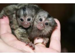 Marmoset monkeys available. txt 971-318-3477