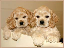 Cocker spaniel Puppies for sale