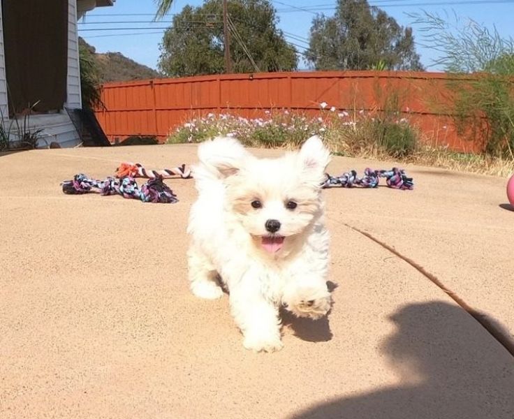 Maltese Puppies
