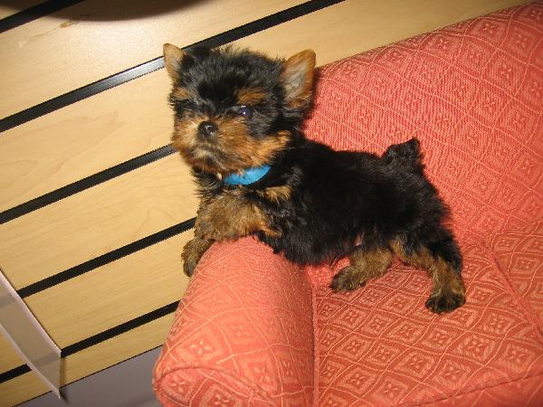boy yorkies for sale teacup yorkie terrier breeds picture boy yorkies for sale teacup yorkie terrier breeds picture