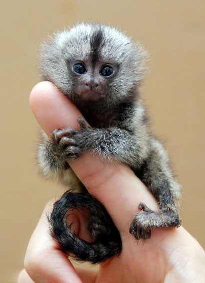 Adorable Marmoset Monkeys for sale