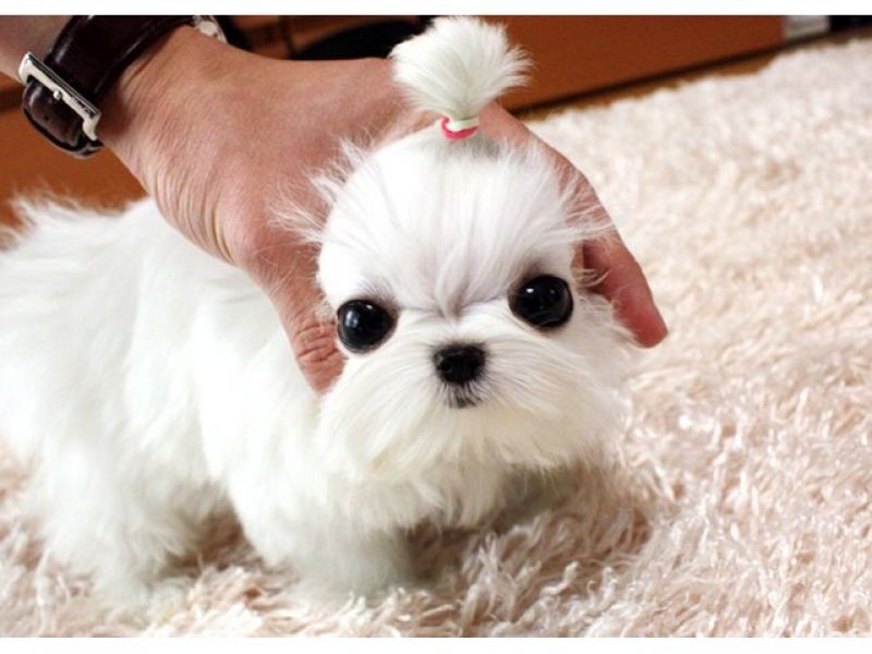 Vet Checked Tcup Maltese Puppies  For Adoption contact 832-779-5495