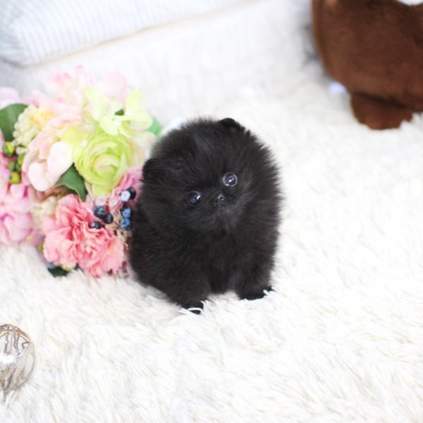 Top Quality POMERANIAN Puppies Available