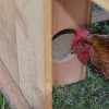Belfry Mobile Backyard Chicken Coop