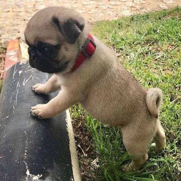 Pug Puppies Available
