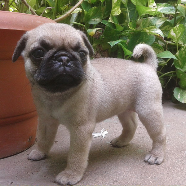 Fawn Pug puppies for adoption