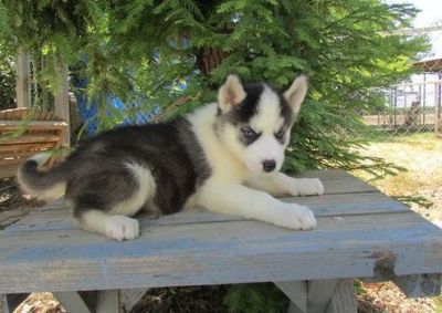 Wonderful Siberian Husky Puppies To Let Go