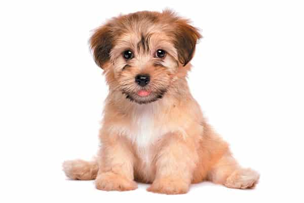 Gentle Pet Passages