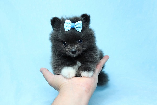 Teacup Pomeranian Puppies Available (719) 982-8517