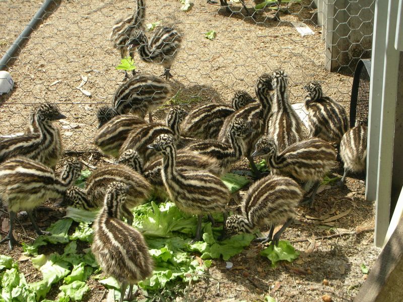 Fresh Hatching ostrich eggs, emu eggs and chicks for sale