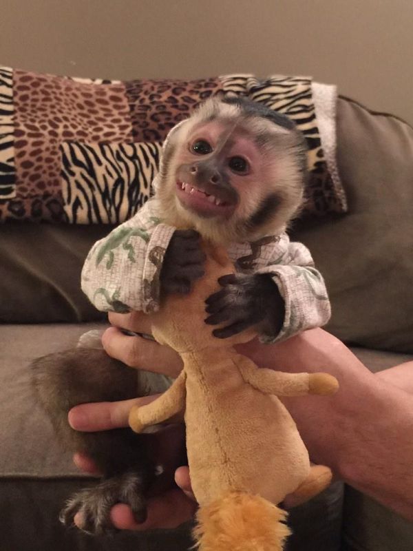 Capuchin monkey  for sale