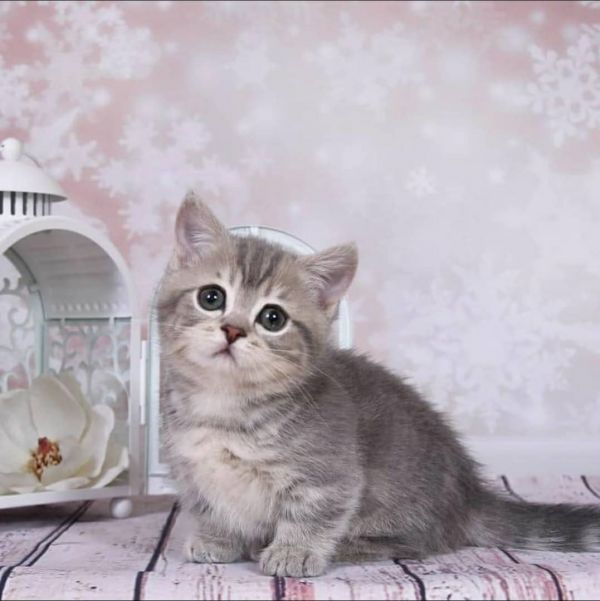 Scottish fold munchkin cat