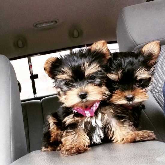 Teacup Yorkie puppies ready for their new homes