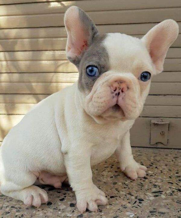 French Bulldogs Available