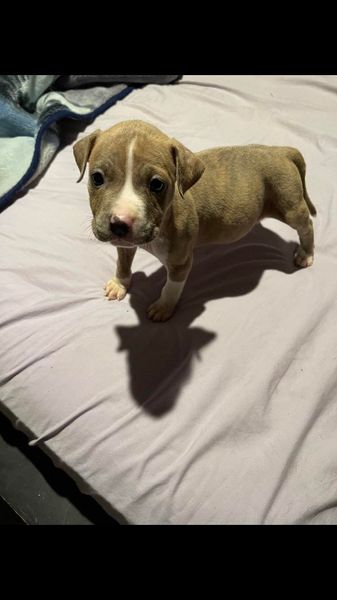  pitbull puppies for adoption
