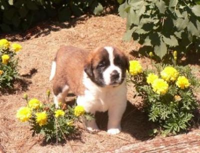 Beautiful AKC registered St. Bernard puppies available.
