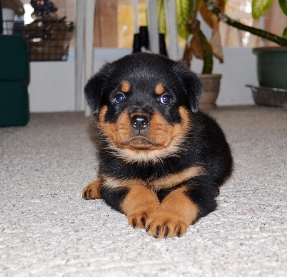Gorgeous Rottie Puppies Text At (719) 982-8517