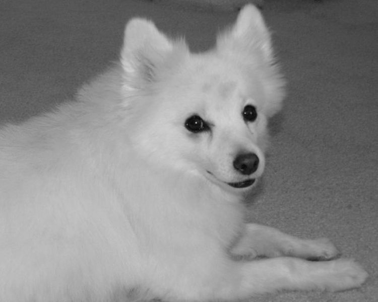 American Eskimo Puppies